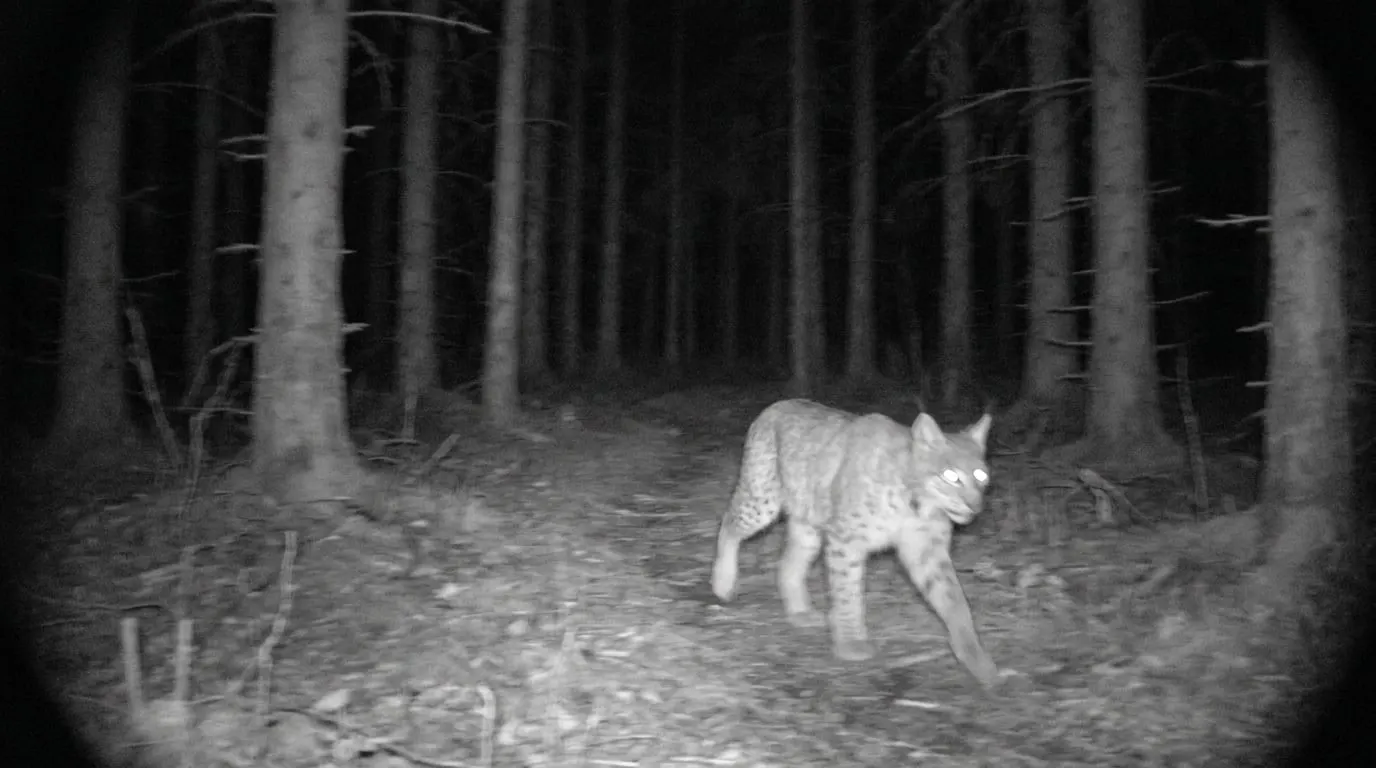 Wildkameras und Populationserfassung